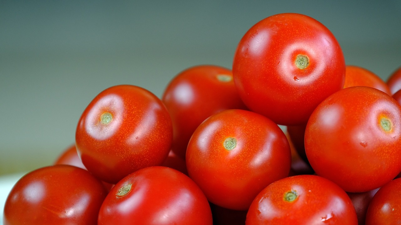 Problemática y pautas para disminuir las pérdidas poscosecha en tomate.jpg